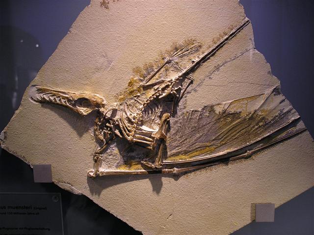 Rhamphorhynchus muensteri Bild ©